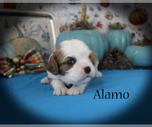 Medium Photo #10 Cavalier King Charles Spaniel Puppy For Sale in CHANUTE, KS, USA