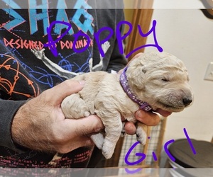 Goldendoodle-Poodle (Standard) Mix Puppy for Sale in JOPLIN, Missouri USA