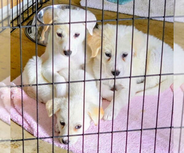 Medium Photo #2 Great Pyrenees-Unknown Mix Puppy For Sale in House Springs, MO, USA