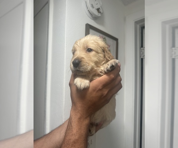 Medium Photo #4 Golden Retriever Puppy For Sale in PORT RICHEY, FL, USA