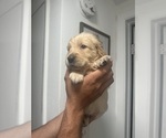 Small Photo #4 Golden Retriever Puppy For Sale in PORT RICHEY, FL, USA