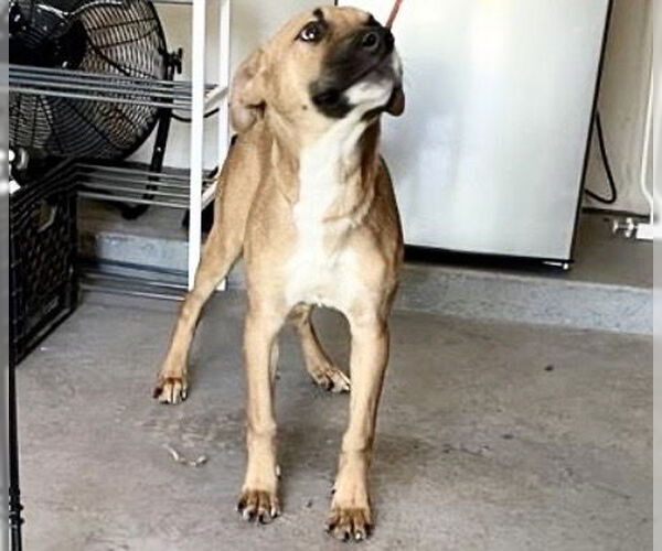 Medium Photo #1 Mutt Puppy For Sale in Houston, TX, USA