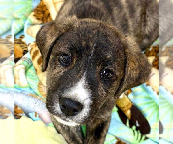 Medium Photo #1 Mutt Puppy For Sale in Laramie, WY, USA