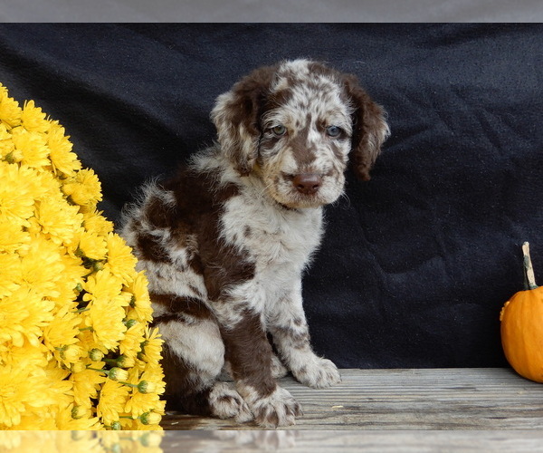 Medium Photo #4 Miniature Labradoodle Puppy For Sale in MILLERSBURG, OH, USA