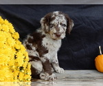 Small #3 Miniature Labradoodle