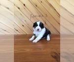 Small Photo #11 Aussie-Poo Puppy For Sale in QUARRYVILLE, PA, USA