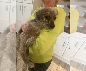 Border Terrier-Unknown Mix Dogs for adoption in Princeton, MN, USA
