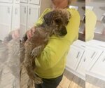 Small Photo #1 Border Terrier-Unknown Mix Puppy For Sale in Princeton, MN, USA