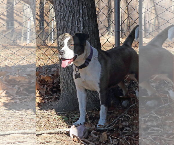 Medium Photo #3 Mutt Puppy For Sale in Union, WV, USA