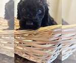 Puppy Lavender Goldendoodle