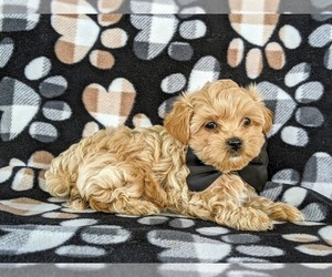 Maltipoo Puppy for sale in NOTTINGHAM, PA, USA