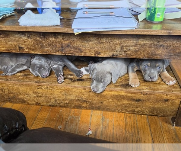 Medium Photo #4 American Pit Bull Terrier Puppy For Sale in WAUSAU, WI, USA