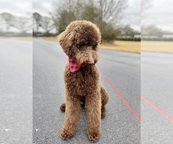 Medium Photo #3 Goldendoodle Puppy For Sale in CONYERS, GA, USA