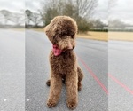 Small #2 Goldendoodle