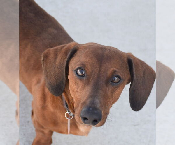 Medium Photo #7 Dachshund Puppy For Sale in Shelbyville, TN, USA