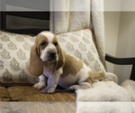 Puppy Osborne Basset Hound