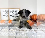 Small #4 Australian Cattle Dog-Border Collie Mix