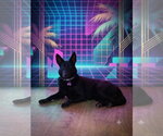 Small #1 German Shepherd Dog Mix