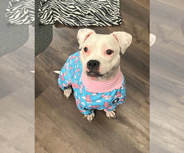 Medium Photo #7 Mutt Puppy For Sale in Plainfield, IL, USA