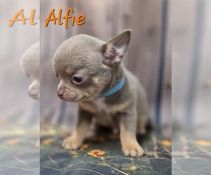 Chihuahua Puppy for sale in HOMERVILLE, GA, USA