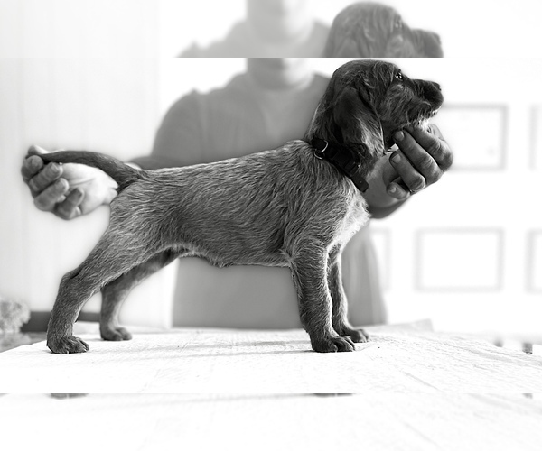 Medium Photo #8 Vizsla Puppy For Sale in Bolton, Greater Manchester (England), United Kingdom