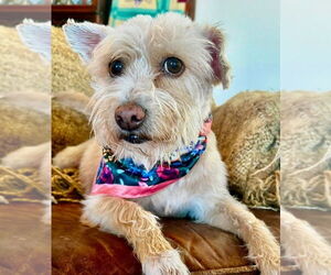 Mutt Dogs for adoption in Ellijay, GA, USA