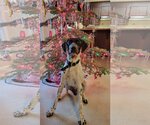 Small Photo #1 German Shorthaired Pointer-Unknown Mix Puppy For Sale in Chico, CA, USA