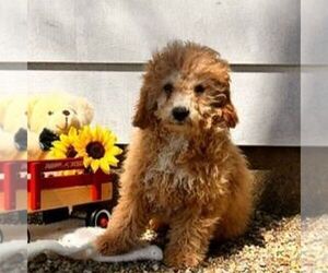 Cavapoo Puppy for sale in ARTHUR, IL, USA