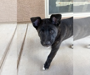 German Shepherd Dog Puppy for sale in SAN TAN VALLEY, AZ, USA