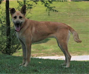 Skye - Female Golden Shepherd Dog for Adoption - Photo #5