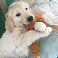 Golden Retriever Puppy for sale in FRESNO, CA, USA