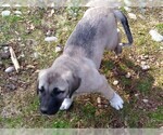 Small Photo #6 Anatolian Shepherd Puppy For Sale in MAPLE VALLEY, WA, USA