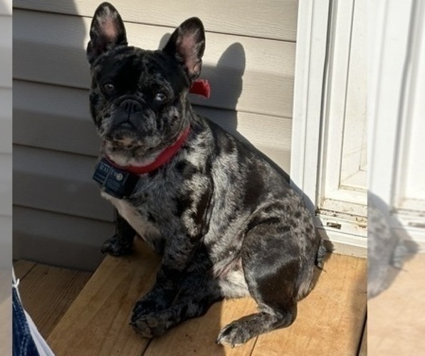 Medium Photo #1 French Bulldog Puppy For Sale in DENHAM SPRINGS, LA, USA