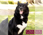Small #6 Border Collie-Siberian Husky Mix