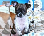 Puppy Lola Chihuahua