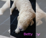 Puppy 2 Goldendoodle-Poodle (Standard) Mix