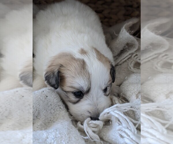 Medium Photo #33 Great Pyrenees Puppy For Sale in FALCON, CO, USA