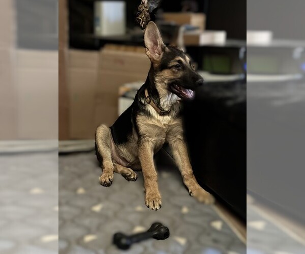 Medium Photo #1 German Shepherd Dog Puppy For Sale in SACRAMENTO, CA, USA