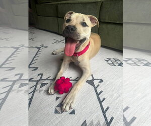 Black Mouth Cur-Labrador Retriever Mix Dogs for adoption in Sanford, FL, USA
