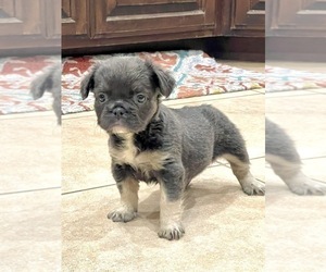 French Bulldog Puppy for sale in CHICAGO, IL, USA