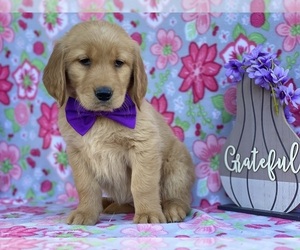 Golden Retriever Puppy for sale in LANCASTER, PA, USA