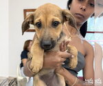 Small #4 Labrador Retriever Mix