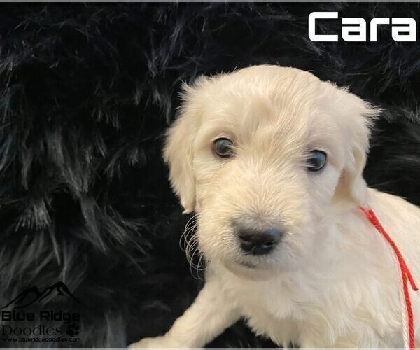 Medium Photo #39 Goldendoodle Puppy For Sale in COLONIAL HEIGHTS, TN, USA