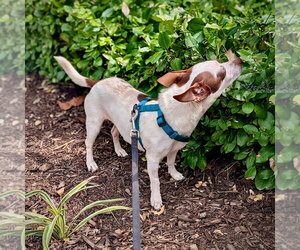 Daisy (VA) - Female Rat-Cha Dog for Adoption - Photo #3