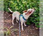 Small Photo #3 Rat-Cha Puppy For Sale in Atlanta, GA, USA