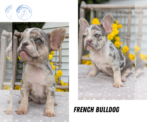 Medium Photo #1 French Bulldog Puppy For Sale in GOSHEN, IN, USA
