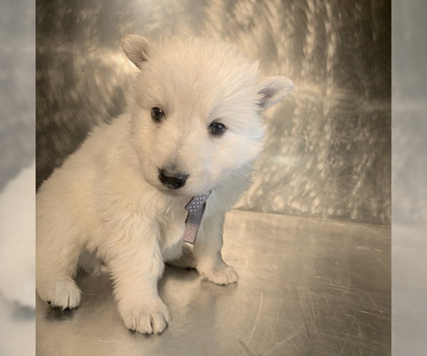 Medium Photo #31 German Shepherd Dog Puppy For Sale in WASHINGTON, NJ, USA