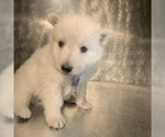 Small Photo #31 German Shepherd Dog Puppy For Sale in WASHINGTON, NJ, USA