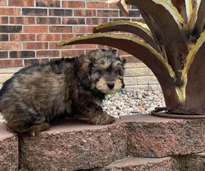 Aussiedoodle Puppy for sale in TIPTON, MO, USA