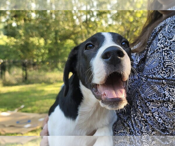 Medium Photo #2 Great Pyrenees Puppy For Sale in Spring, TX, USA